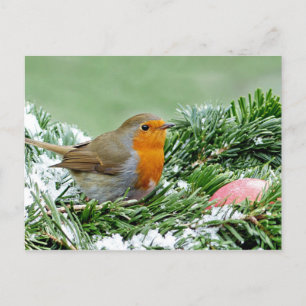European Robin Pine Snow Photo Postcard