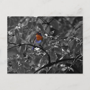 European Robin Postcard