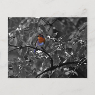 European Robin Postcard
