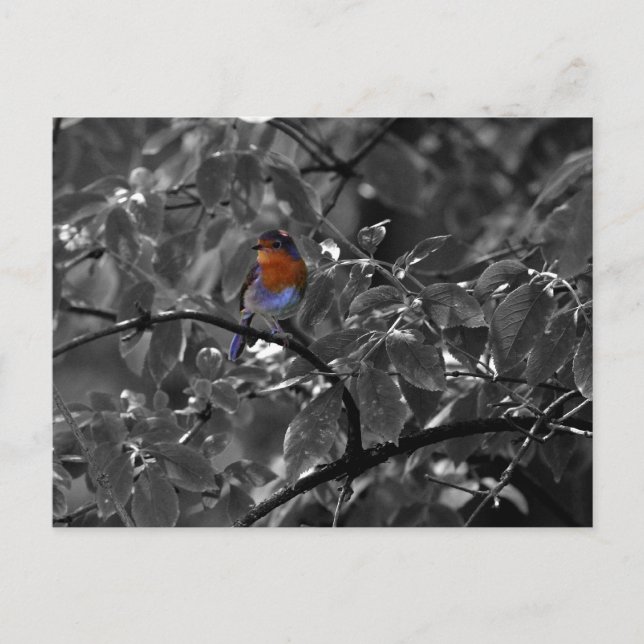 European Robin Postcard (Front)