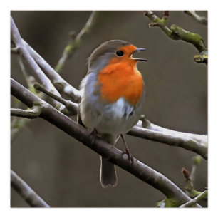 European Robin Red and Grey Painting Poster