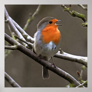 European Robin Red and Grey Painting Poster