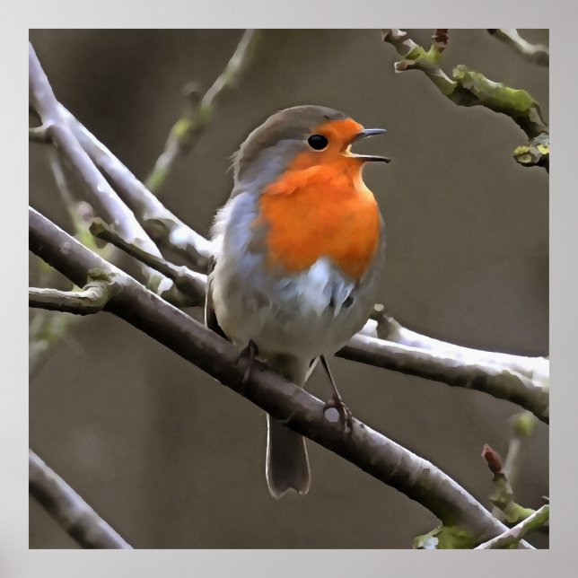 European Robin Red and Grey Painting Poster (Front)