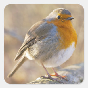 European Robin Square Sticker