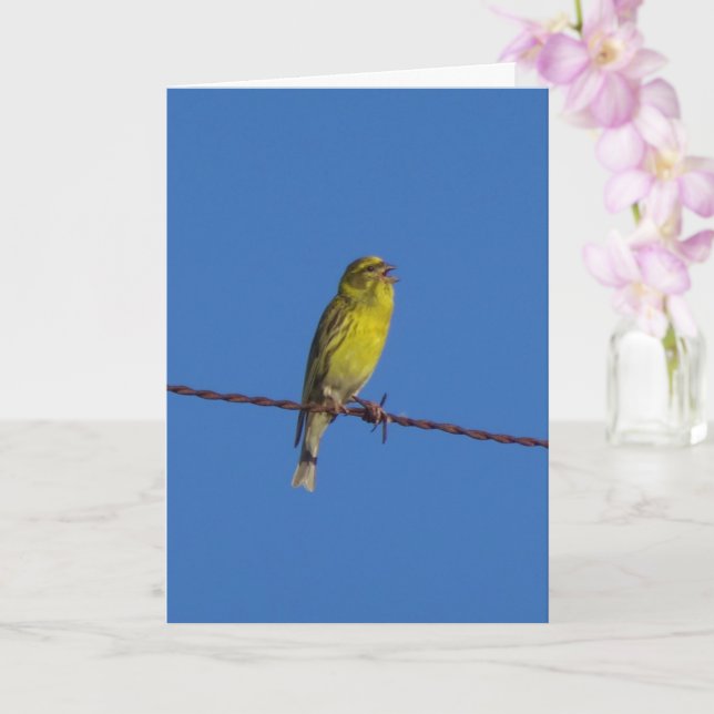 European Serin Bird Portrait Card (Orchid)