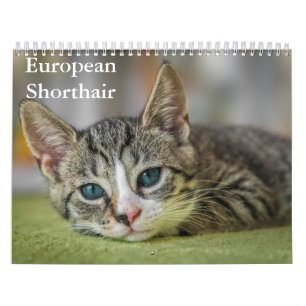 European Shorthair Calendar
