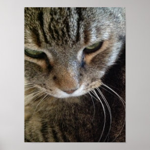 European Shorthair Tabby Cat Closeup Poster