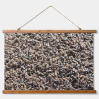 European spruce bark beetle