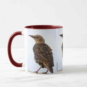 European Starling Bird Mug