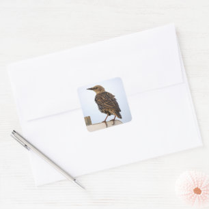 European Starling Bird Stickers