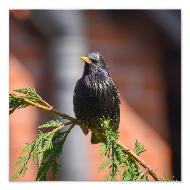 European Starling  Photo Print (Front)