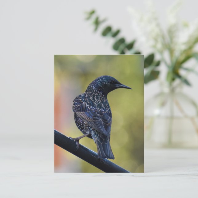 European Starling  Postcard (Standing Front)