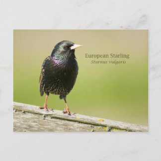 European Starling Postcard