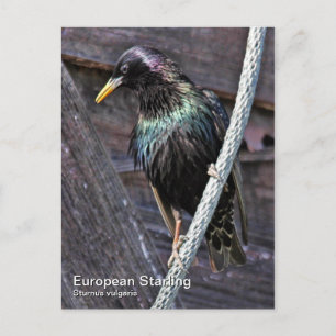 European Starling Postcard