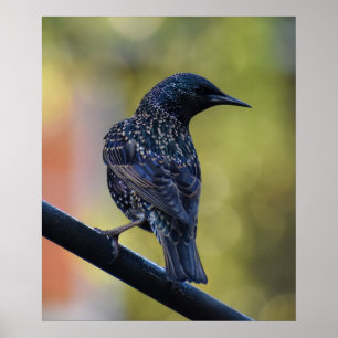 European Starling  Poster
