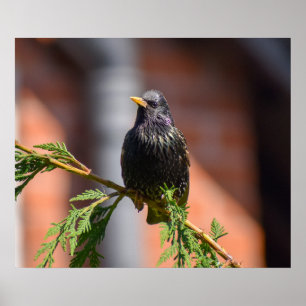 European Starling   Poster