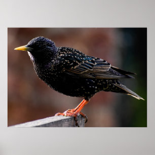 European Starling  Poster
