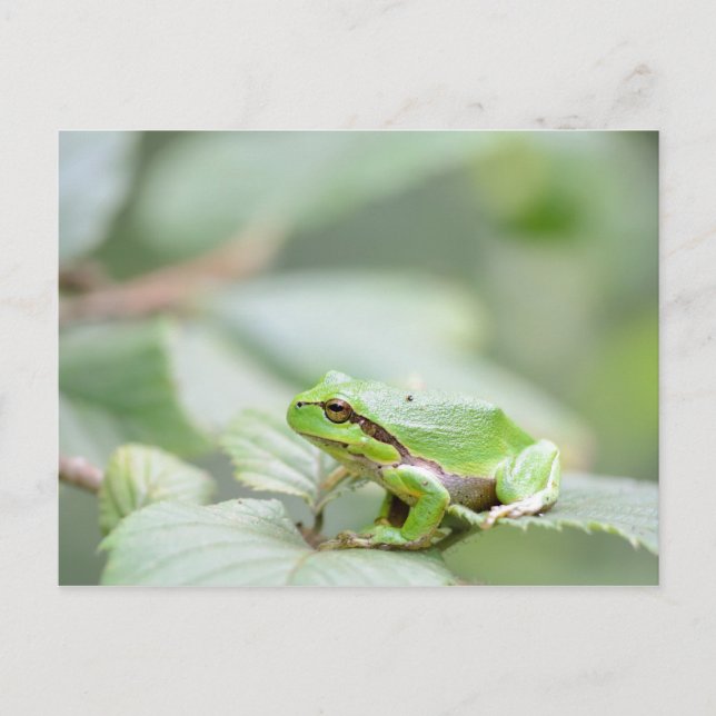 European tree frog in green postcard (Front)