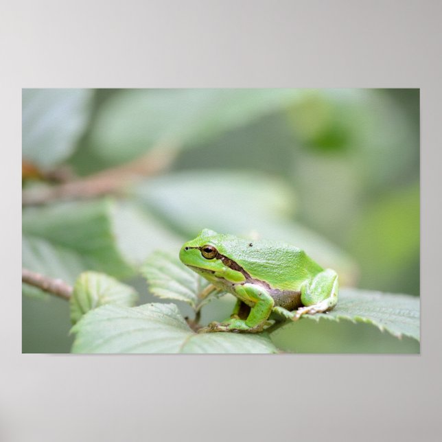 European tree frog in green poster (Front)