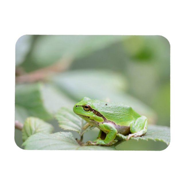 European tree frog in green rectangular magnet (Horizontal)