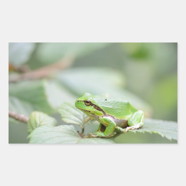European tree frog in green rectangular sticker (Front)