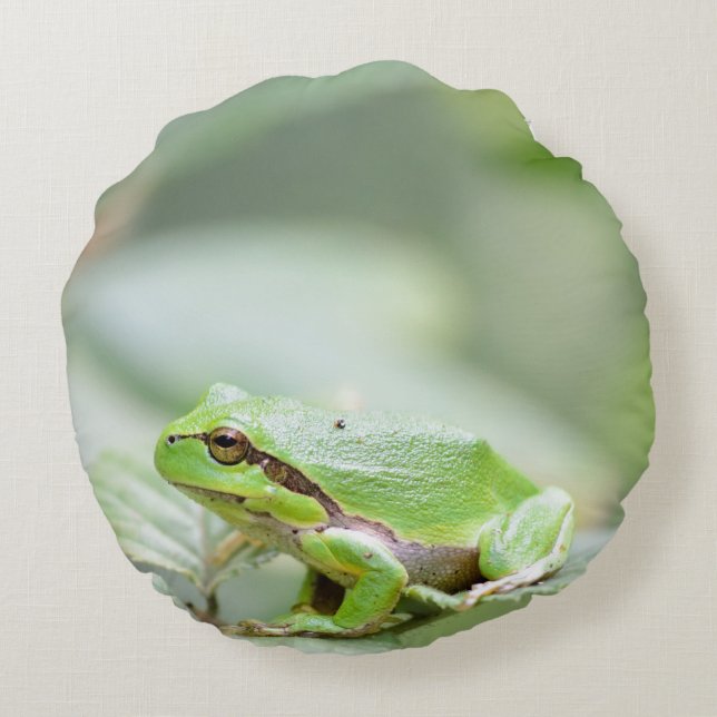 European tree frog in green round pillow (Back)