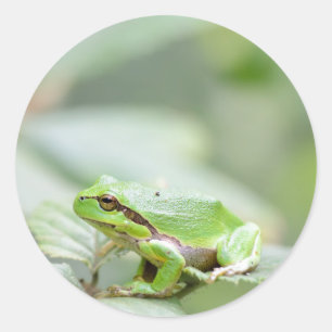 European tree frog in green round sticker