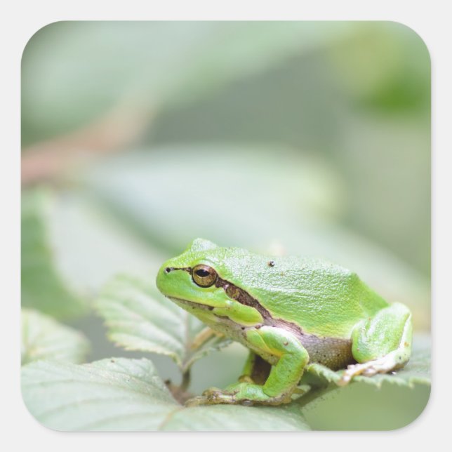 European tree frog in green sticker (Front)