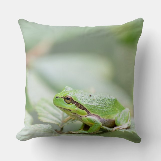 European tree frog in green throw pillow (Front)