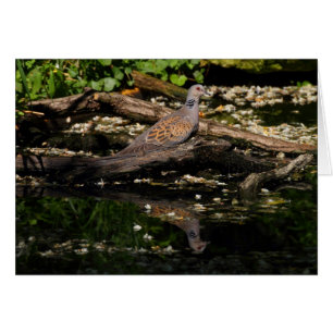 European turtle dove