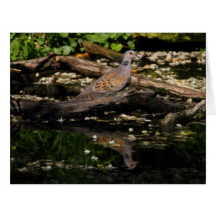 European turtle dove