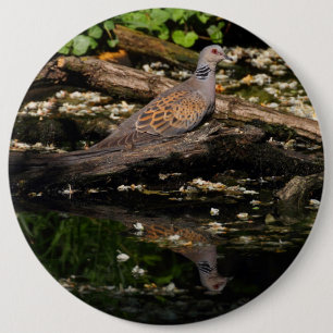 European turtle dove 6 cm round badge
