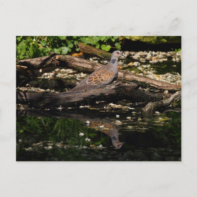 European turtle dove postcard (Front)