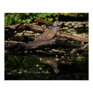 European turtle dove poster