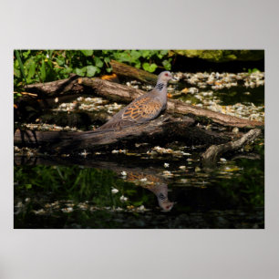 European turtle dove poster