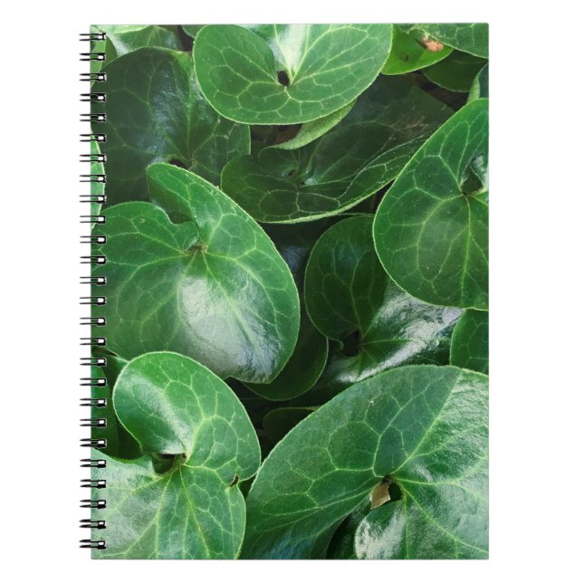 European Wild Ginger Glossy Leaves Close Up Photo Notebook (Front)