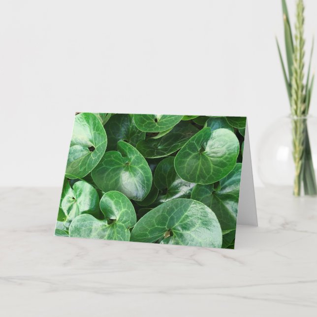 European Wild Ginger Plant Glossy Leaves Close Up Card (Front)