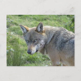 European Wolf Postcard