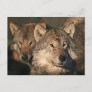 european wolf postcard
