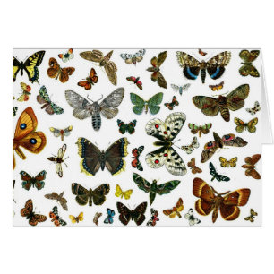 Europe's Best-Known Butterflies and Moths Collage