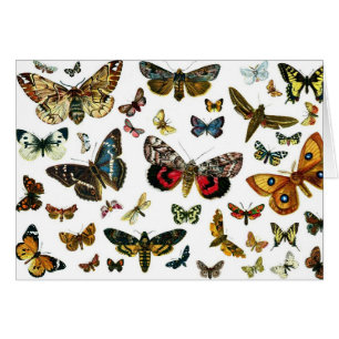 Europe's Best-Known Butterflies and Moths Collage