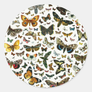 Europe's Best-Known Butterflies and Moths Collage Classic Round Sticker