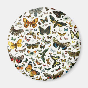 Europe's Best-Known Butterflies and Moths Collage Magnet