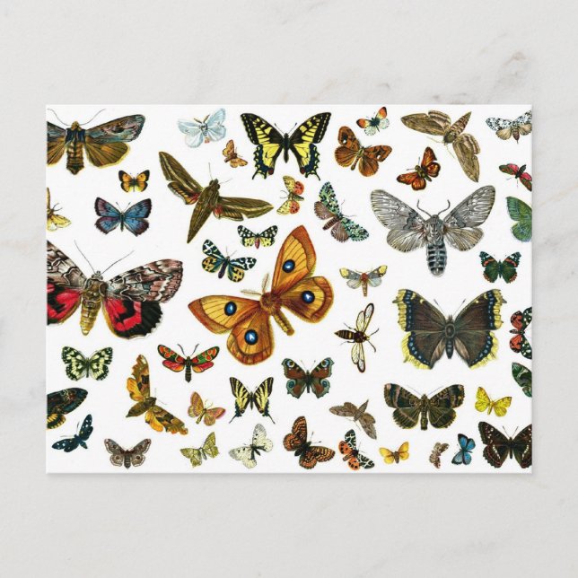 Europe's Best-Known Butterflies and Moths Collage Postcard (Front)