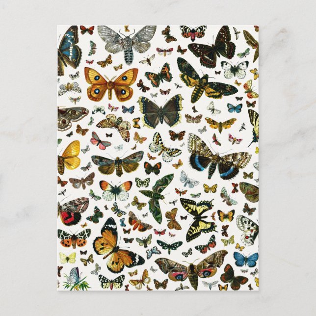 Europe's Best-Known Butterflies and Moths Collage Postcard (Front)