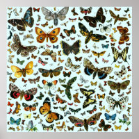 Europe's Best-Known Butterflies and Moths Collage