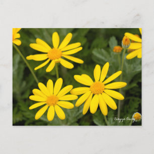 Euryops Daisy [Postcard] Postcard