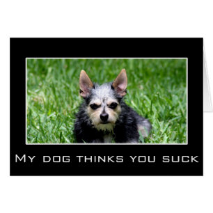 Even my dog knows you suck