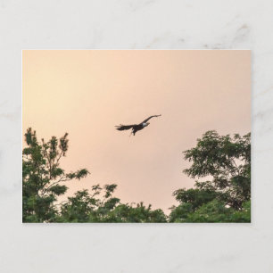 Evening Arrival Postcard