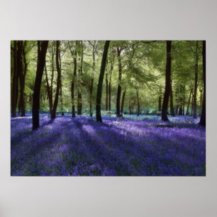 Evening Blubells Poster